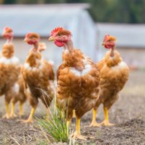   Poulet fermier  