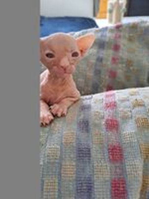   Sphynx  