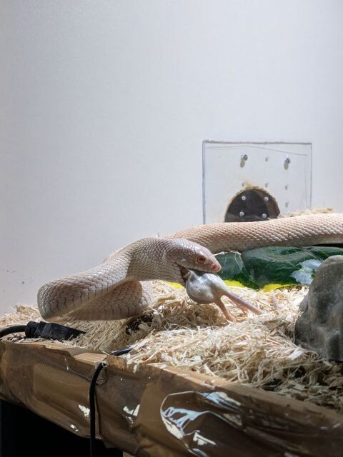 pituophis melanoleucus mugitus mâle 200 31520 Ramonville-saint-agne