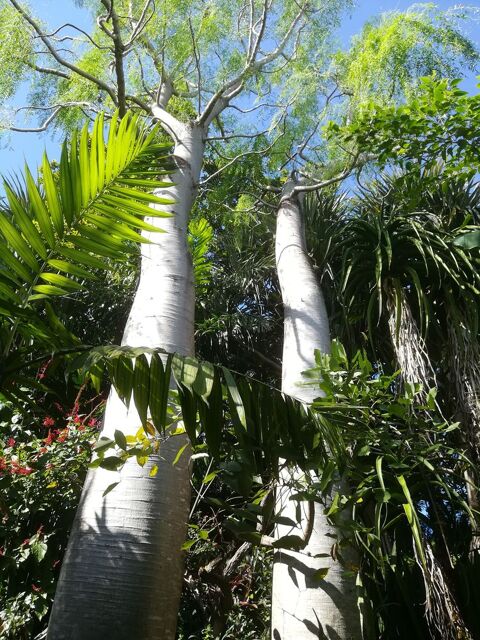 Baobabs Moringa drouardii. 25 Saint-Joseph (97)