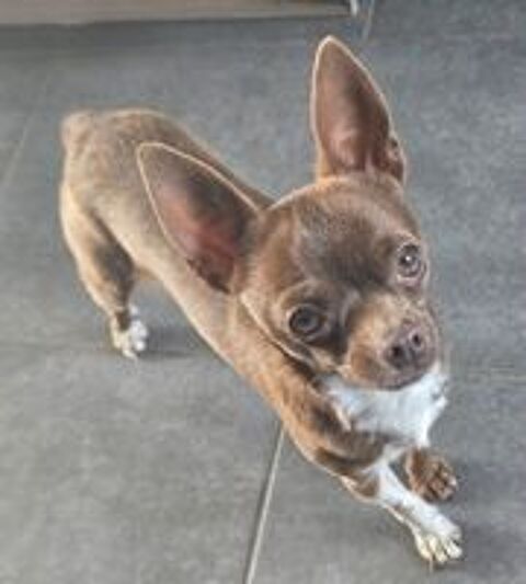   Saillie chihuahua toy pas 