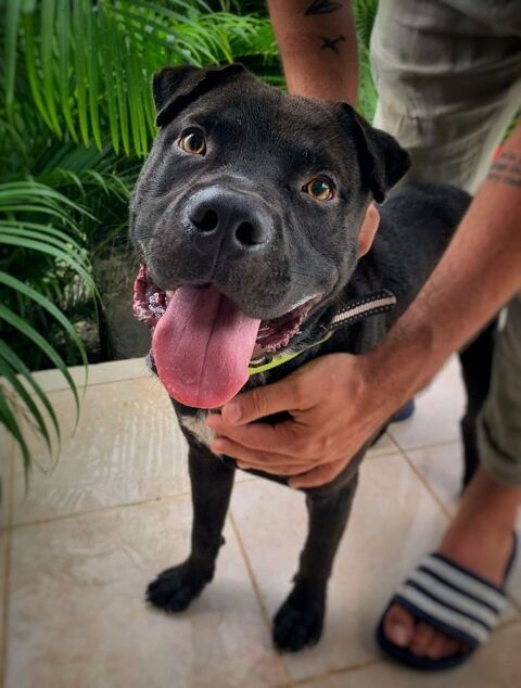 Nounours, mâle croisé Cane Corso, né le 15/05/2025 &#128054; 380 68000 Colmar