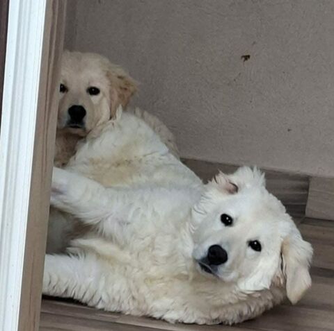 AMOS chiot m&acirc;le crois&eacute; n&eacute; le 01/08/2025 320 37110 Autr�che