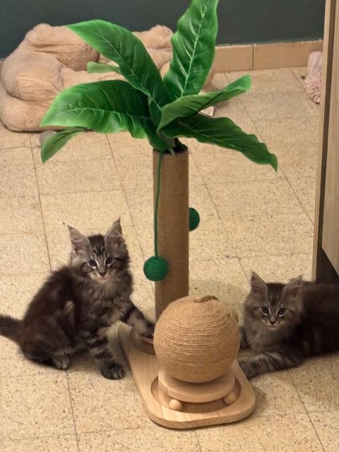 À réserver chaton main coon 750 59244 Petit-fayt