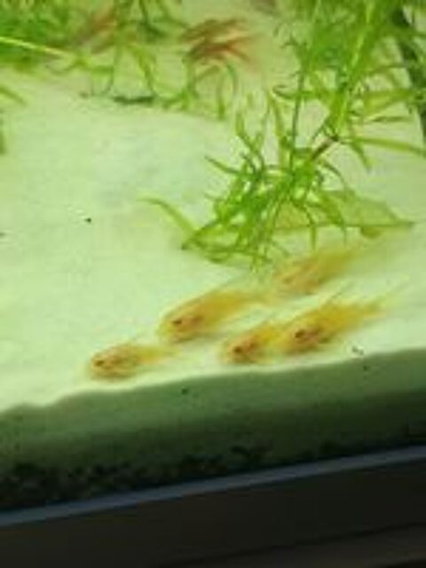   Corydoras paleatus Albinos a voile  