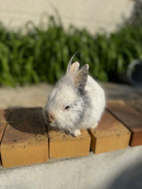 3/ lapin 30 91700 Fleury-mrogis