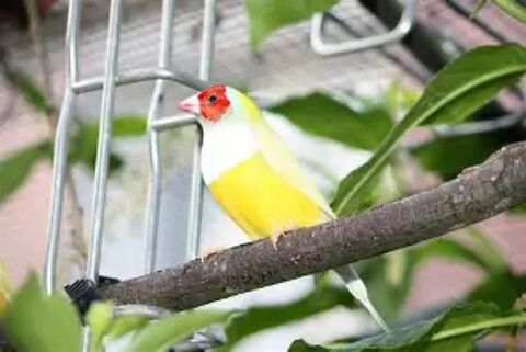   couple de diamant de Gould jaune reproducteur 
