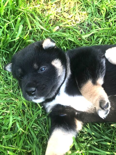 Chiots shiba 26300 Bourg-de-page