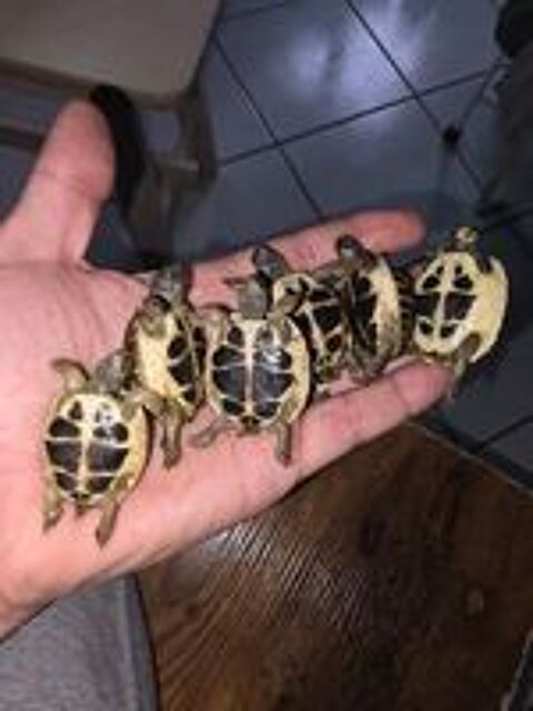   Tortue  