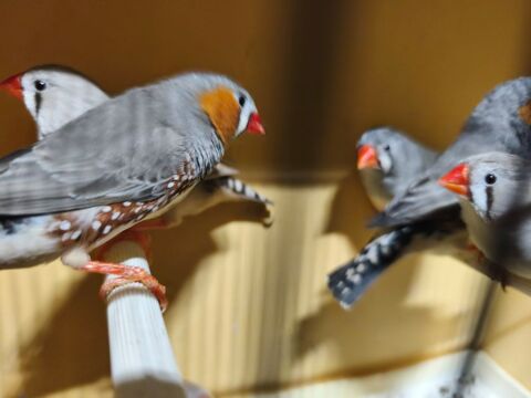 Oiseaux mandarins paddas moineaux du Japon 20 29290 Saint-renan