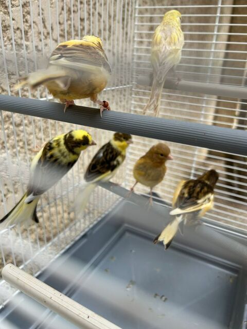 Canaris mosaic 2026 25 94310 Orly