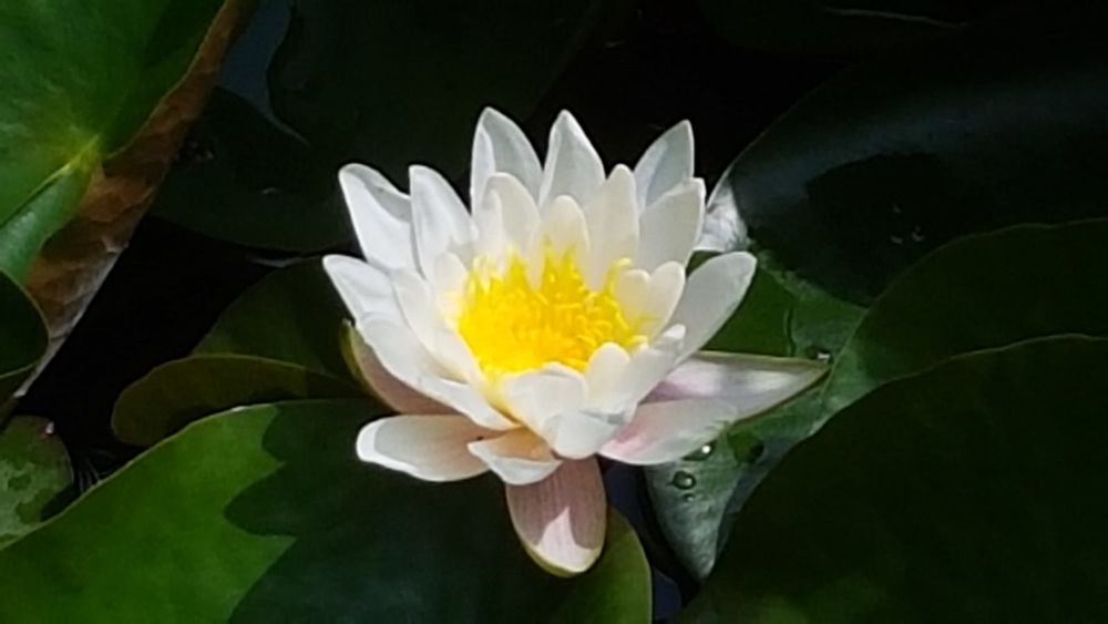 Magnifiques N&eacute;nuphars aux fleurs blanches Jardin