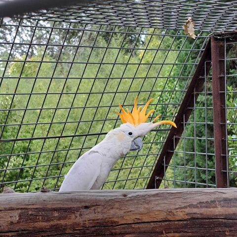 perroquet 0 La Motte (83)