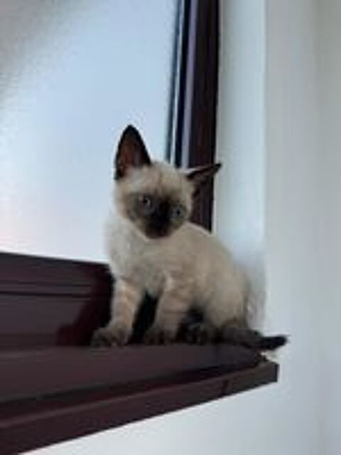   Chaton siamois  