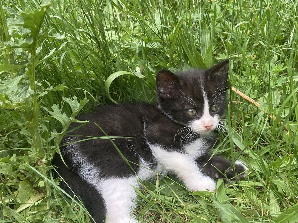   Chatons à placer entre de bonnes mains 