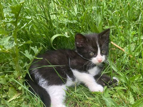 Chatons &agrave; placer entre de bonnes mains 0 37460 Montrésor