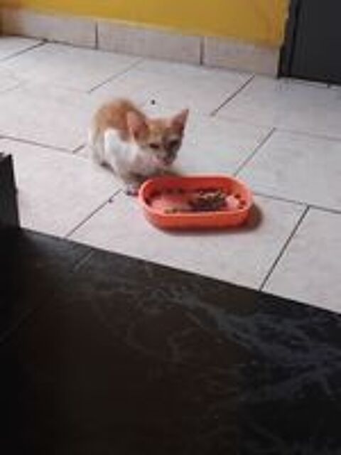   Donne petit chatons contre bon soin 
Port louis guadeloupe  