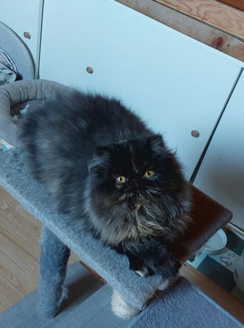 Superbe chaton Persan 700 95500 Le thillay
