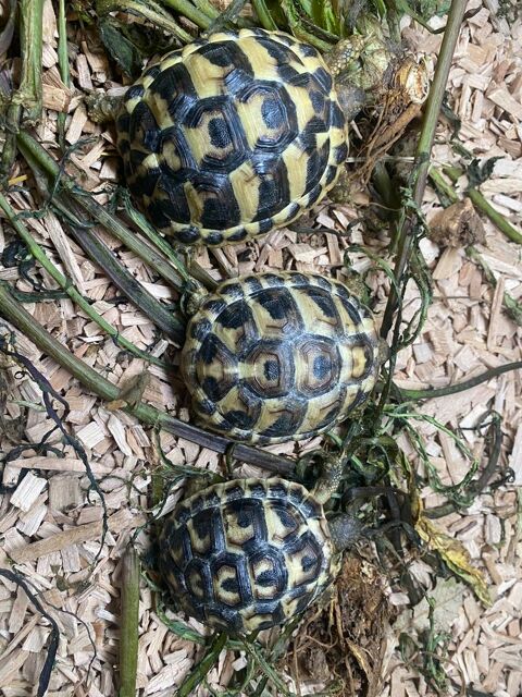 tortue de terre 83470 Saint-maximin-la-sainte-baume