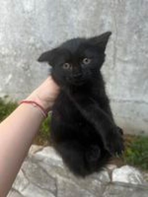   Chaton femelle 