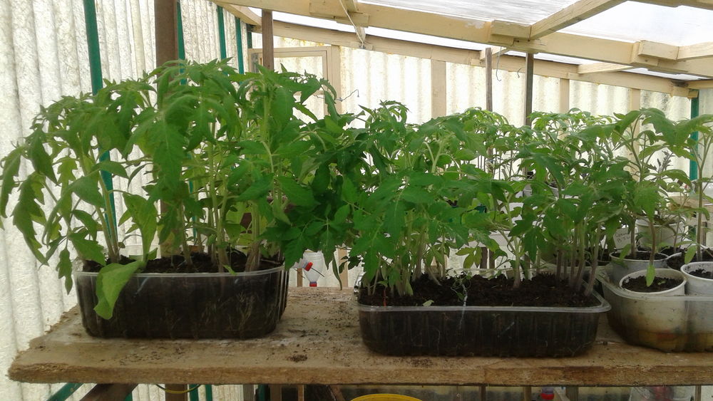 Plants de tomates Bio Jardin