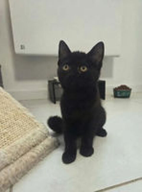   Ares chaton noir 2 mois adorable cherche famille 