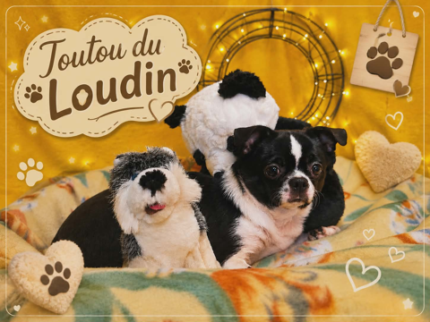 Chiot Chihuahua poils courts m&acirc;le 550 18140 Précy
