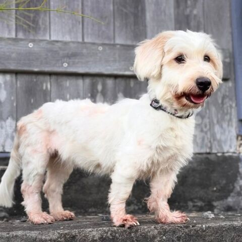 ✨️ IMSIDA ✨️ 🐶 350 59000 Lille