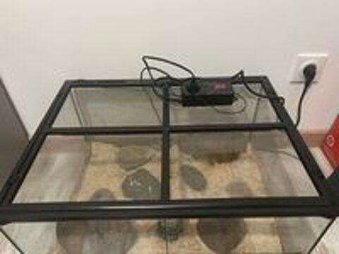  couleuvre des blés femelle phase Tessera avec terrarium 