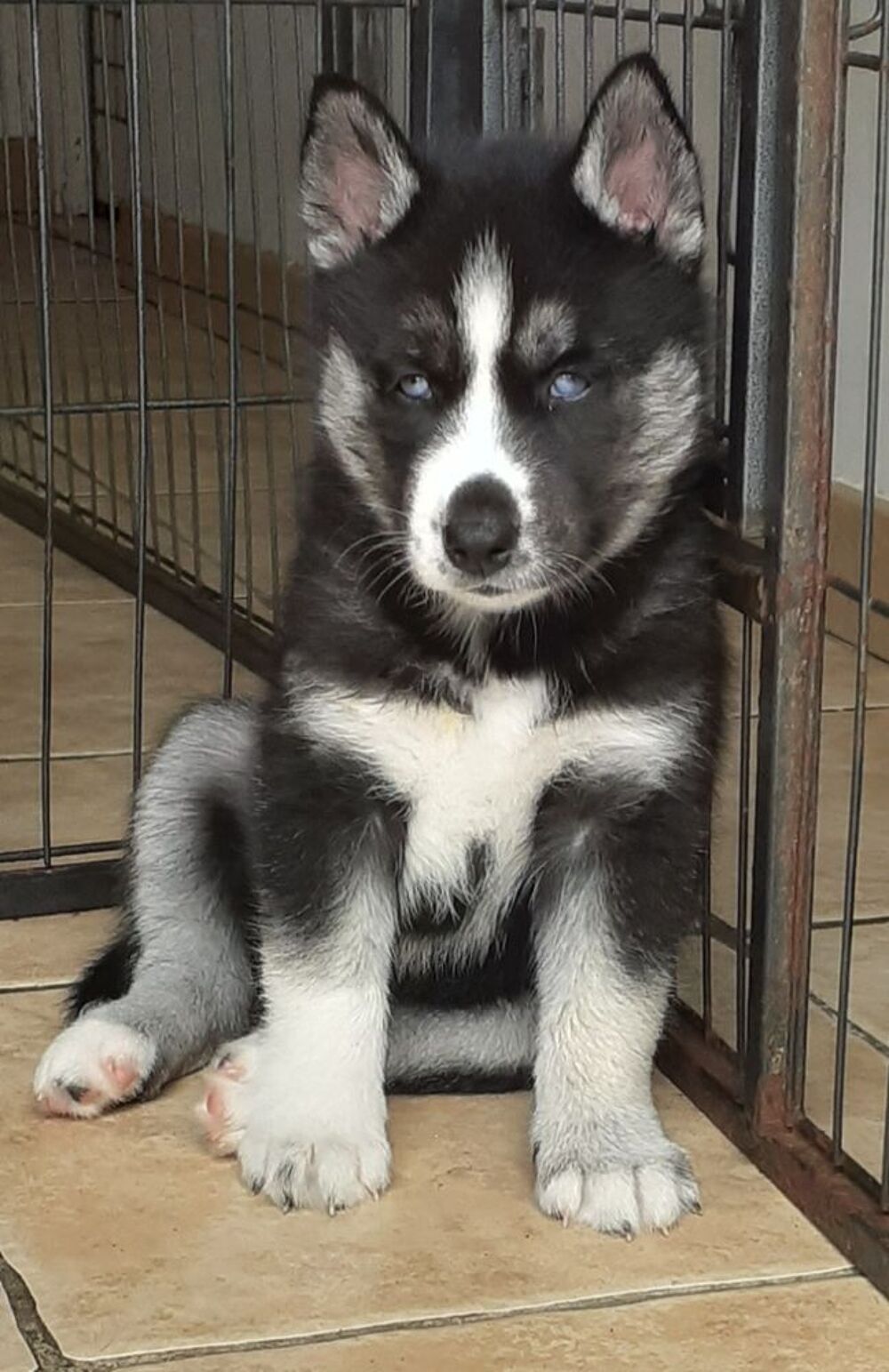   HUSKY FEMELLE LOF 