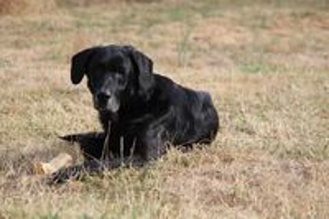   Chance, labrador croisé beauceron à adopter 