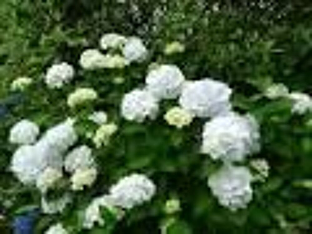 2 plants ou bulbes d'hortensia blanc
Jardin