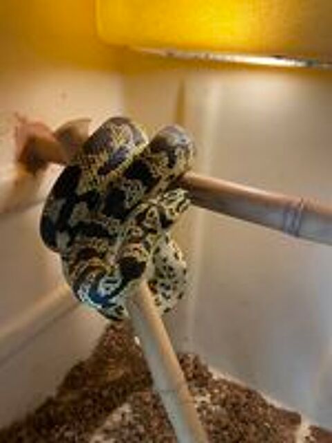   Serpent couple morelia cheynie 50/50 
