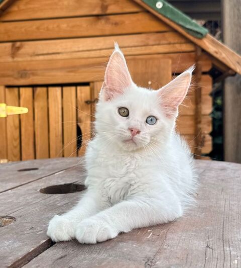 Chaton Maine Coon male LOOF aux yeux vairons 1700 13400 Aubagne