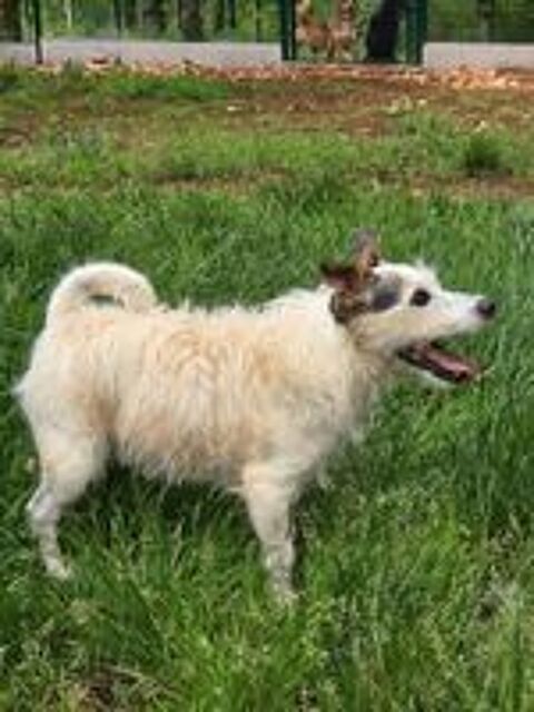   Pedro, jack Russel de 10 ans a donner contre bons soins  