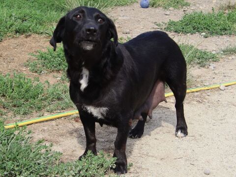 MURA écrit :  &#65279; &#128226; À L'ADOPTION &#127969;&#128054;  &#128205; Nom  MURA  &#128197; Née : 15/08/2020 &#9878; Poids / Taille : 8 - 10 kg   &#128054;  Femelle &#128062; Race : croisée &#128137; Santé : Vaccinée, identifiée, stérilisée N° d'iden 0 75018 Paris