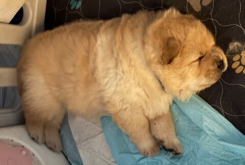 &Agrave; r&eacute;server 7 magnifiques Chow Chow  1800 35480 Saint-malo-de-phily