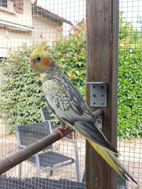 Perruche calopsitte 30 86500 Montmorillon