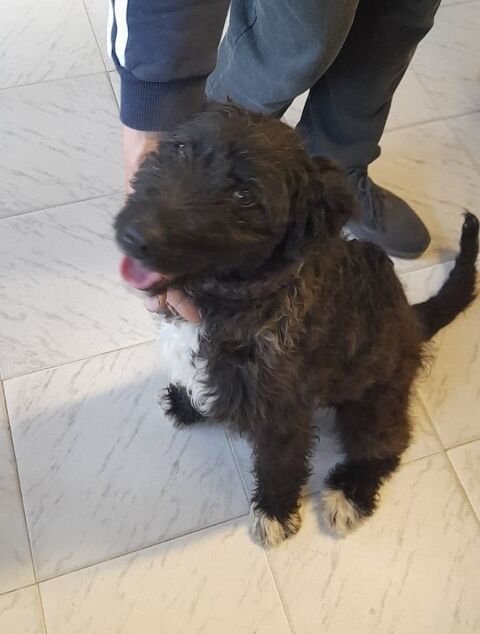 BEVERLY petite crois&eacute;e n&eacute;e le 27/08/2025 320 37100 Tours