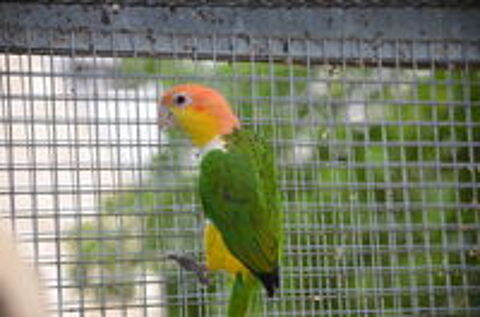   Couple de caïques à tête orange 