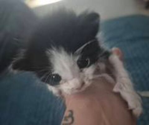   Chat OREO à la réservation 