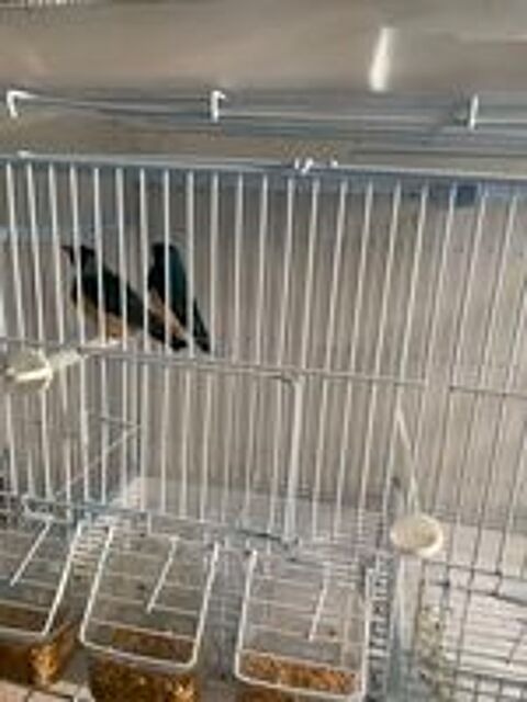   couple de diamant de Gould bleu 