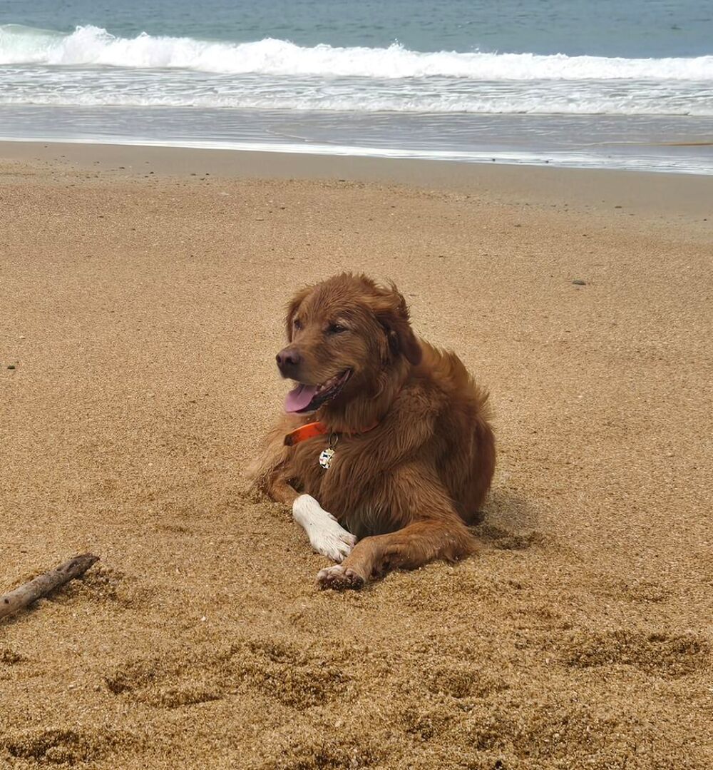   CHIEN DISPARU DEPUIS LE JEUDI 6 AOUT A ITXASSOU 64250
NOUGAT 