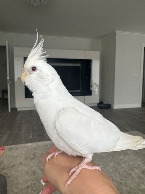 Calopsites EAM 200 01630 Saint-genis-pouilly