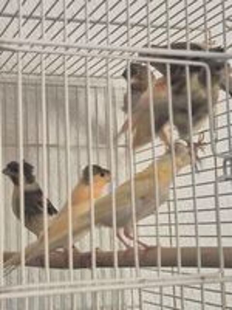  Canari couples et mâles  