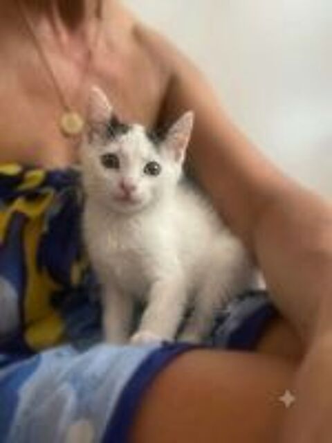  Chatons cherchent famille pour adoption responsable 