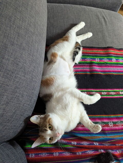 Clarisse une toute mimi jeune chatte qui n'attend que vous ! 180 75010 Paris