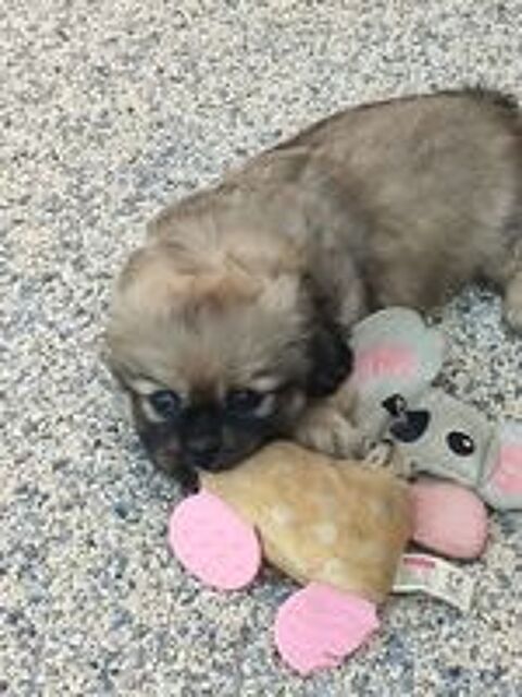   Chiot épagneul tibétain non lof 