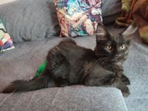   reste 2 chatons Maine Coon LOOF disponible de suite 