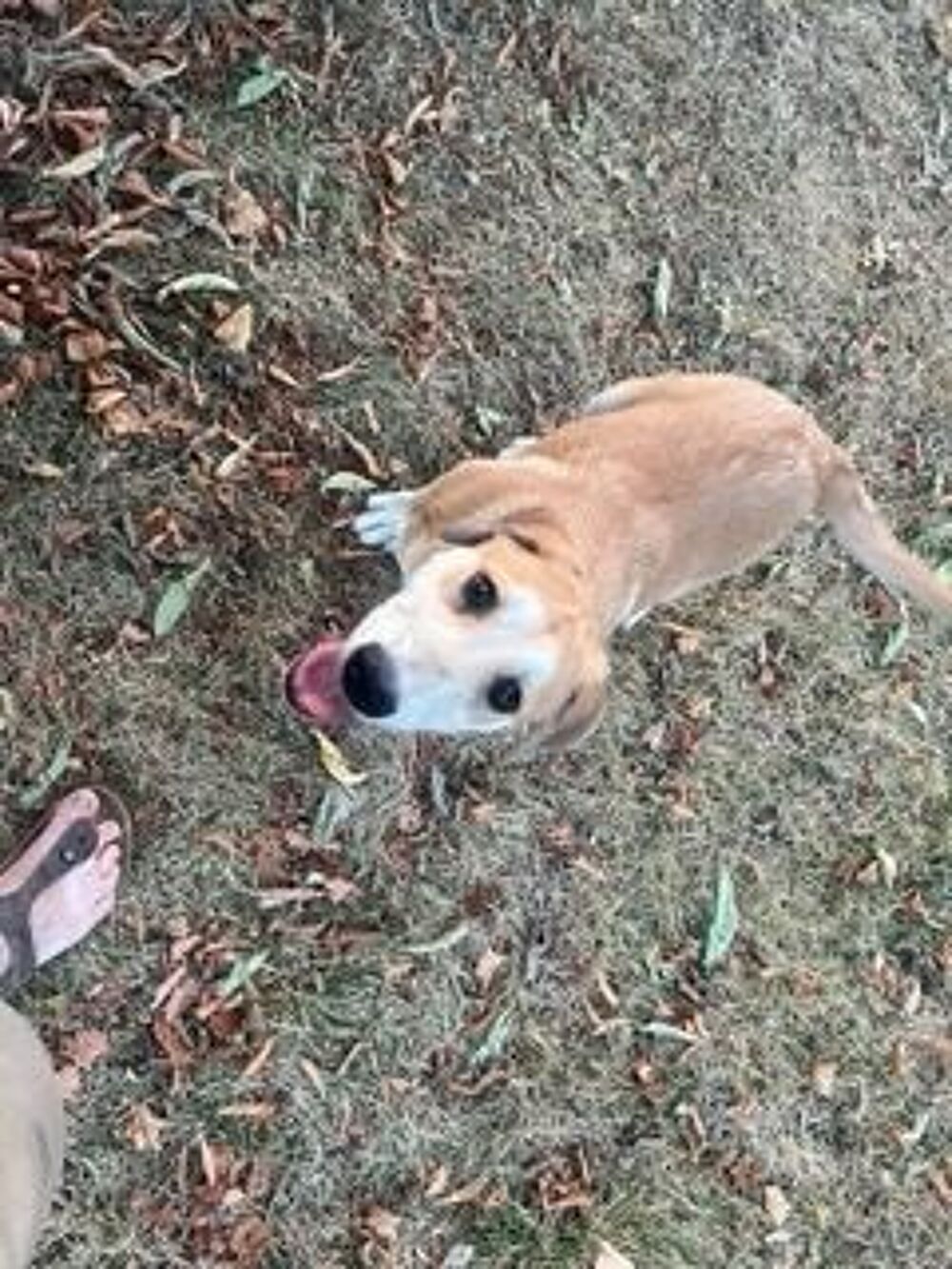   Tabac adorable chiot de troupeau
candidat à l'adoption 